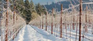 vigneto innevato