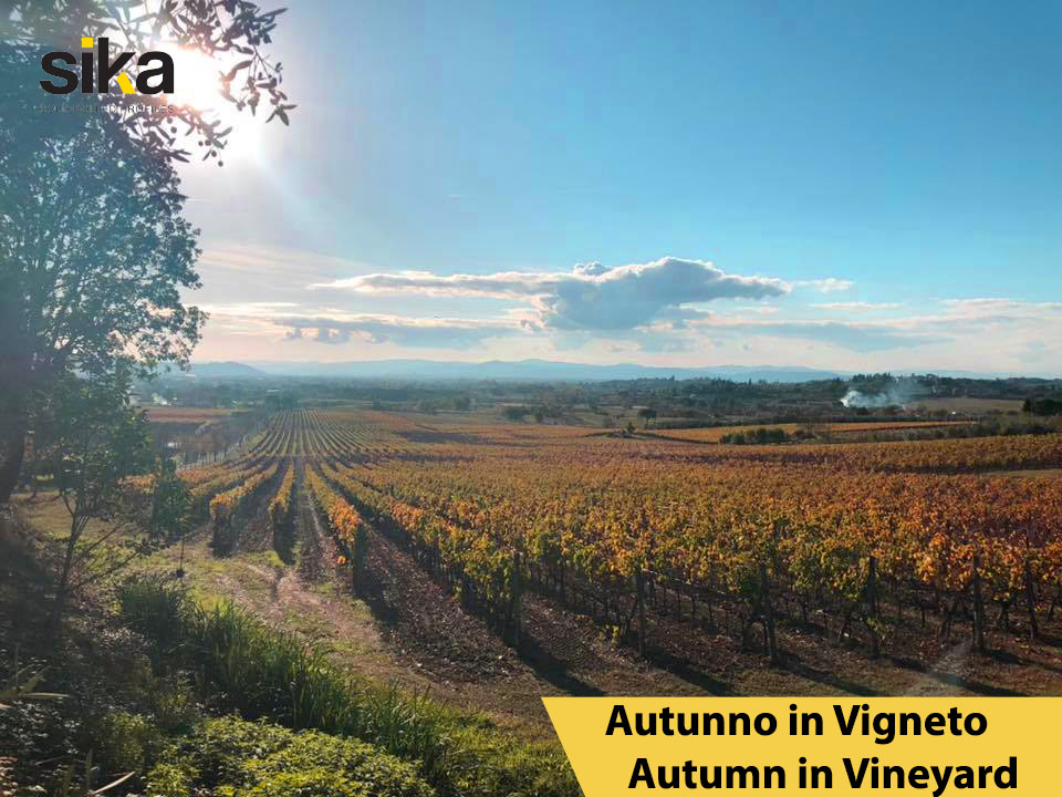 pali per vigneto